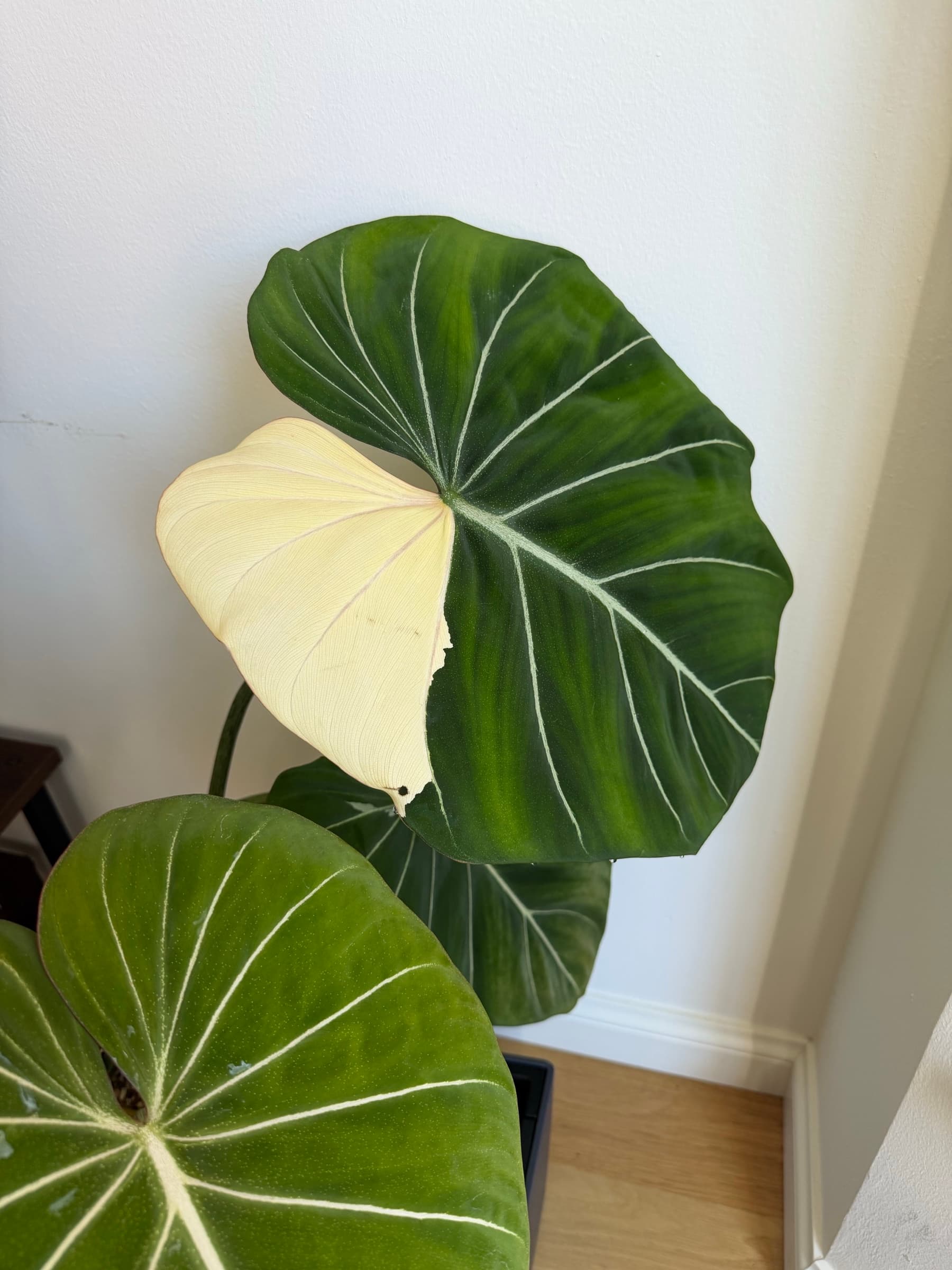 Philodendron gloriosum variegated