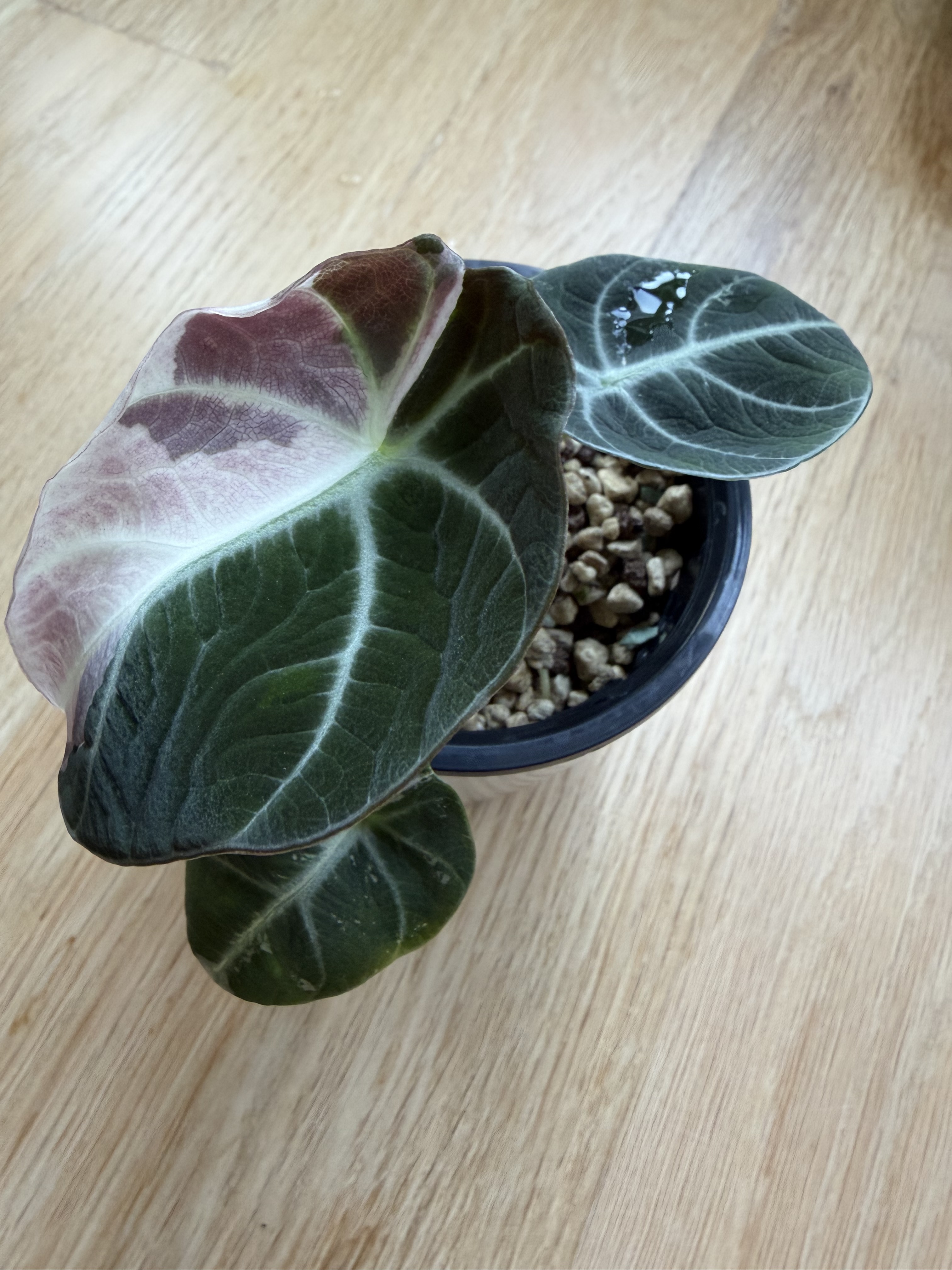 Alocasia Black Velvet Variegated Pink