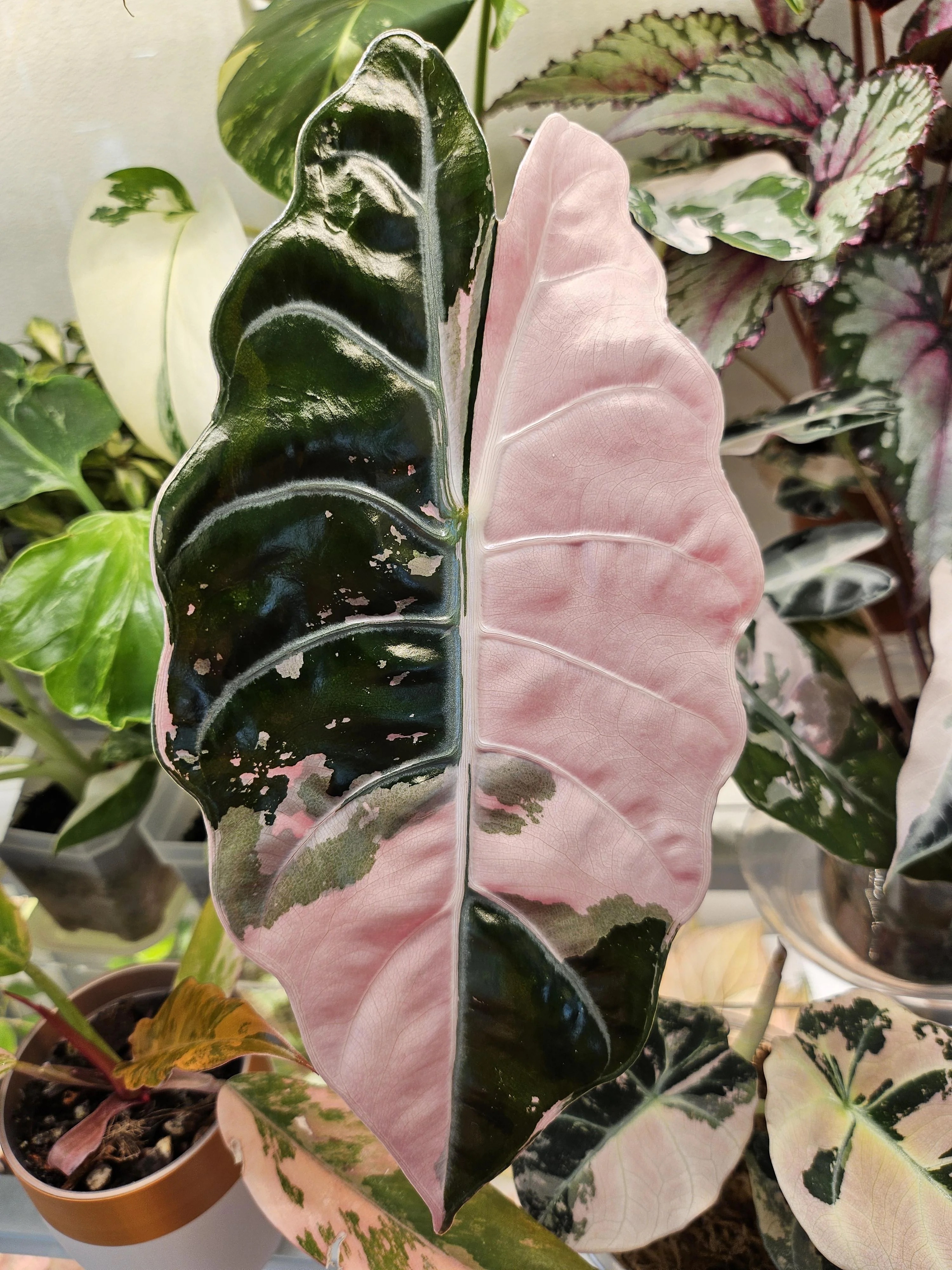 Alocasia Chantrieri Variegated Pink