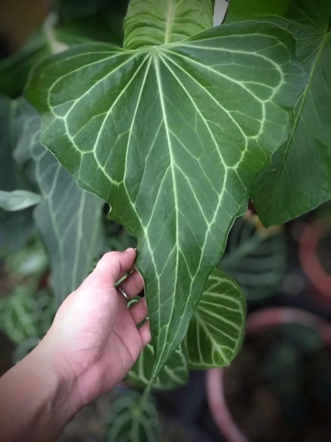 Anthurium 'Delta Force'