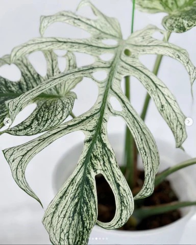 Monstera Devil Monster