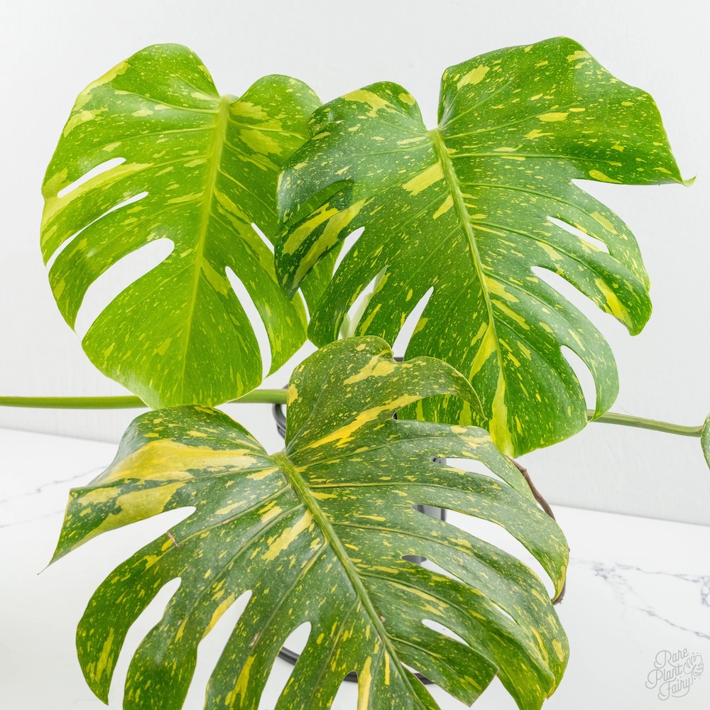 Monstera Electrolyte