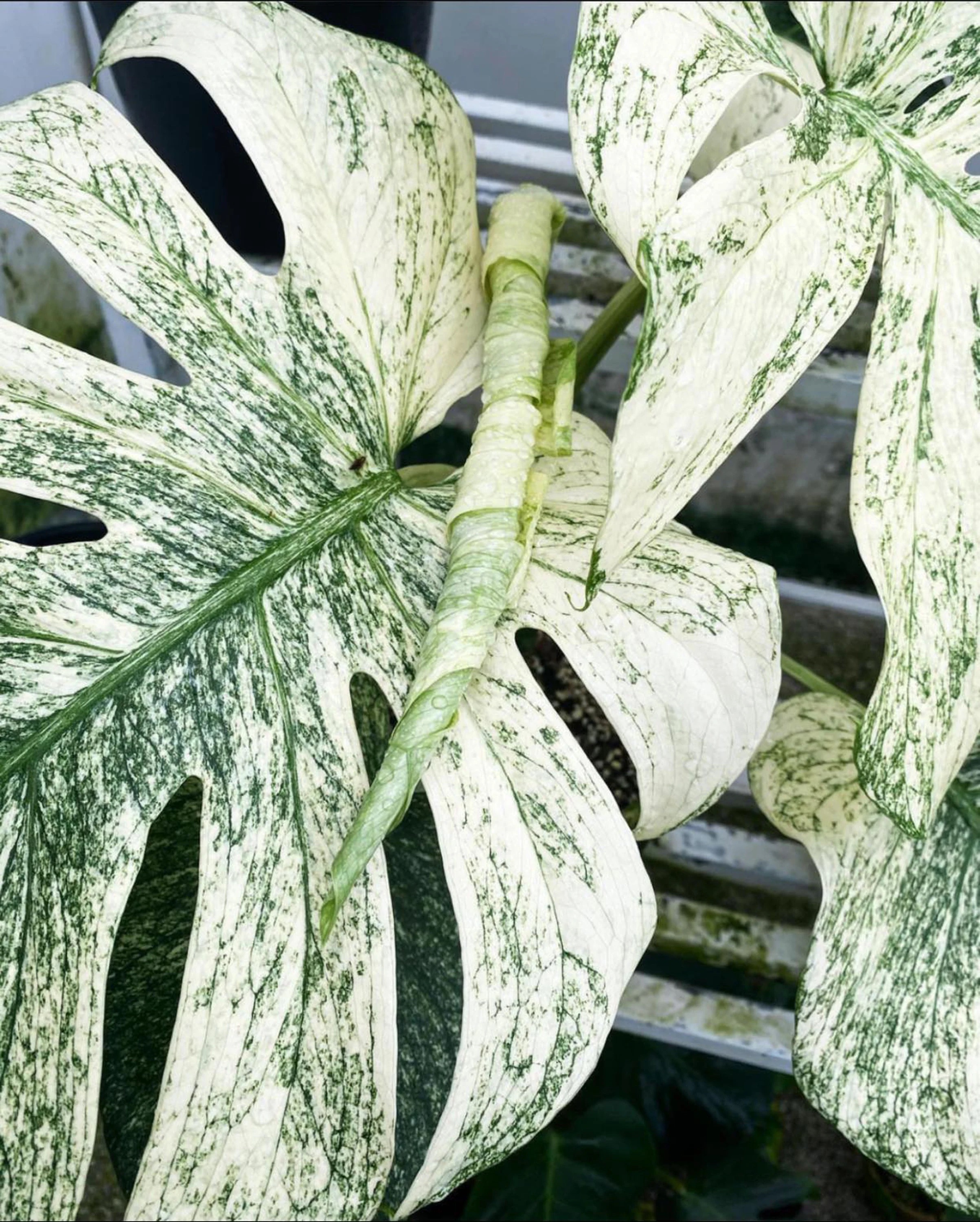 Monstera White Monster