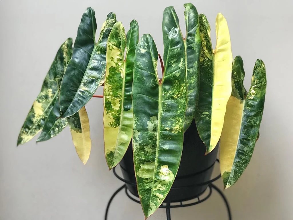 Philodendron billietiae Variegated