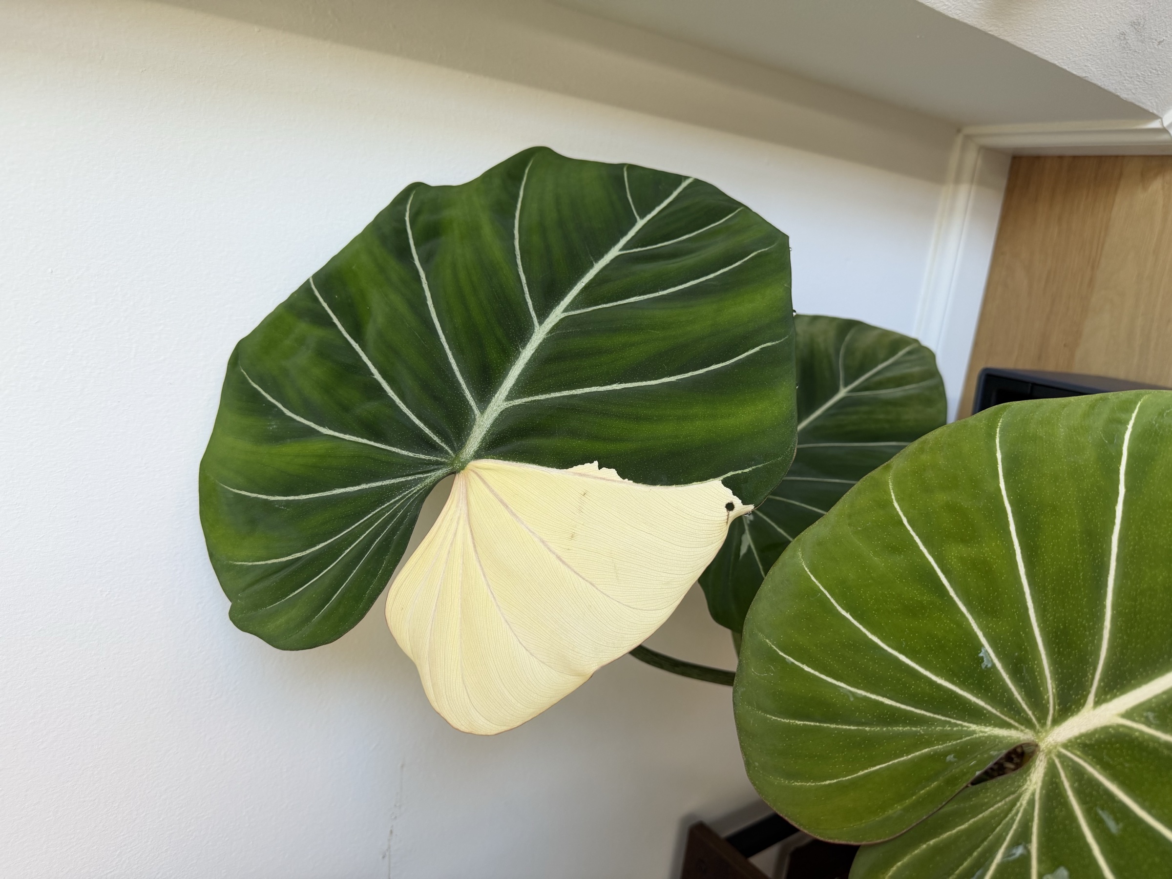Philodendron gloriosum Variegated Type 1