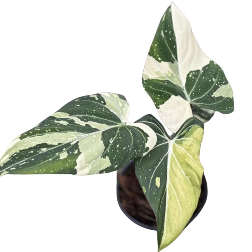 Philodendron gloriosum Variegated Type 2