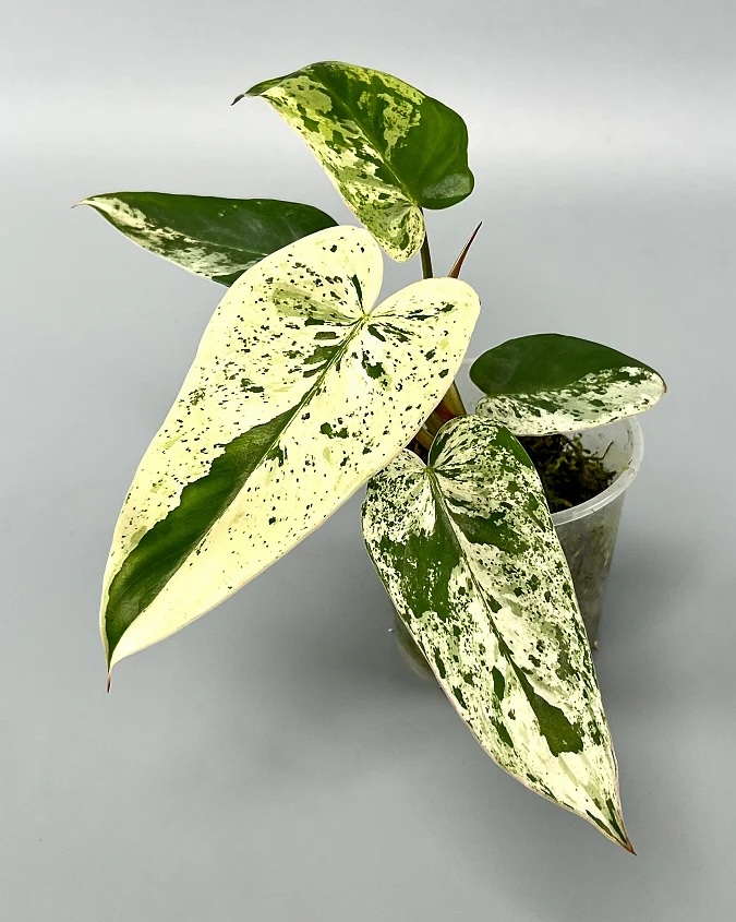 Philodendron Ilsemanii Variegated