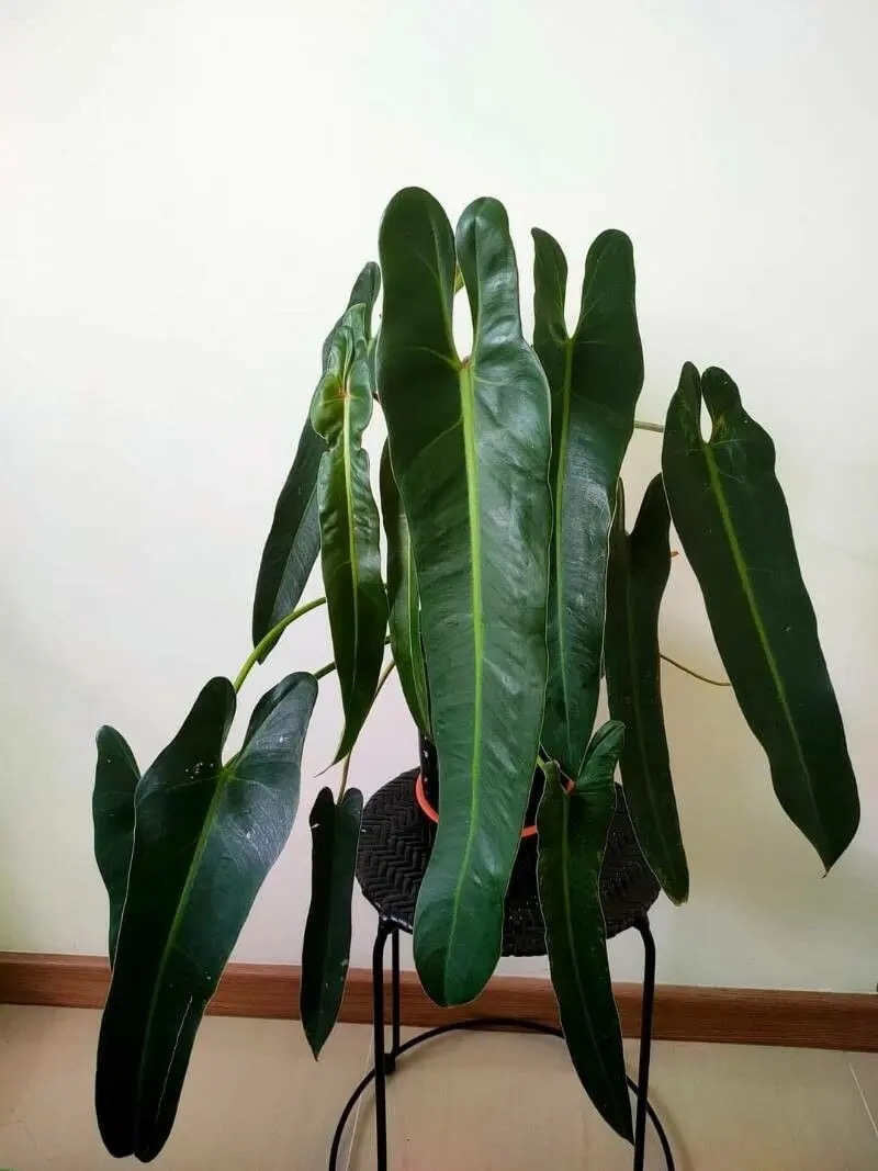 Philodendron Spiritus Sancti