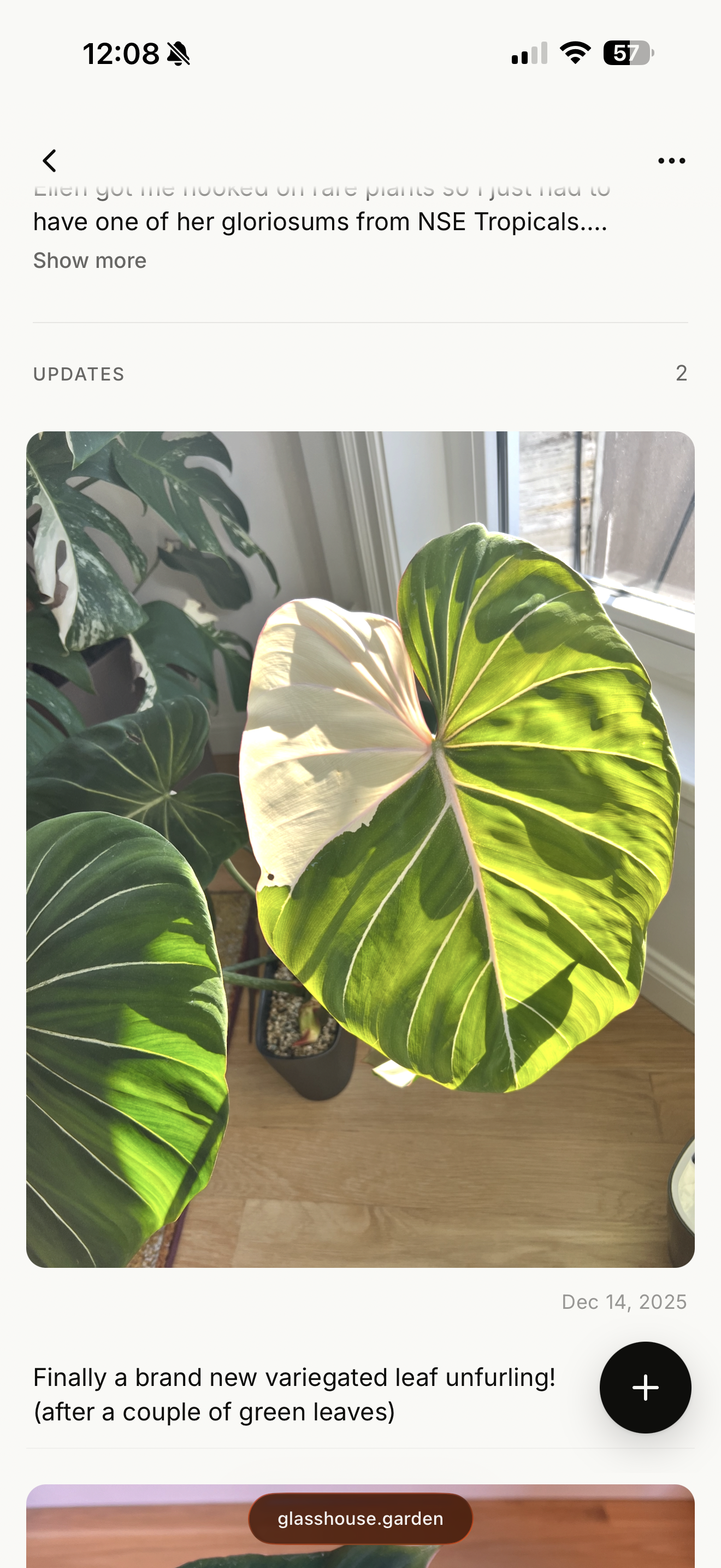 A Glasshouse plant page showing an update with a new variegated leaf unfurling